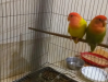 Adult Love birds